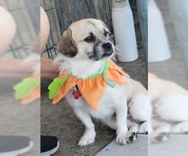 Medium Photo #2 Pug-Unknown Mix Puppy For Sale in San Diego, CA, USA