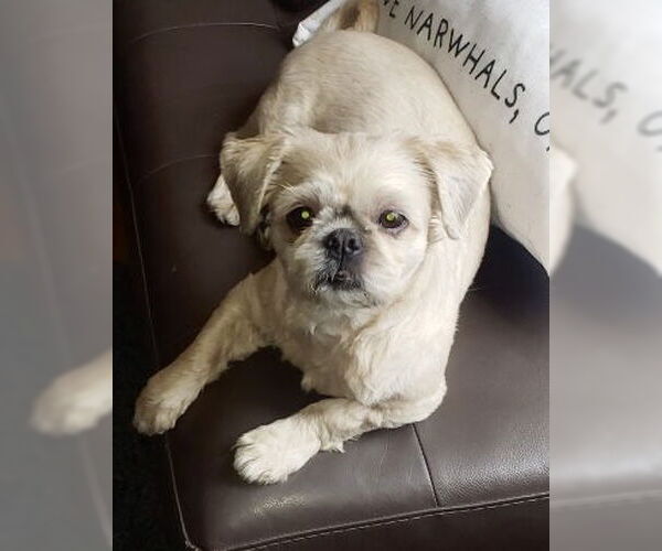 Medium Photo #6 Shih Tzu Puppy For Sale in Staten Island, NY, USA