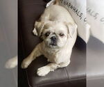 Small #5 Shih Tzu