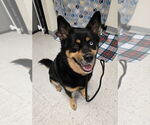 Small #2 Huskies -Rottweiler Mix