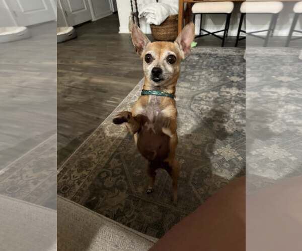 Medium Photo #6 Chihuahua Puppy For Sale in Greenville, SC, USA