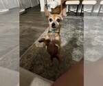 Small #5 Chihuahua
