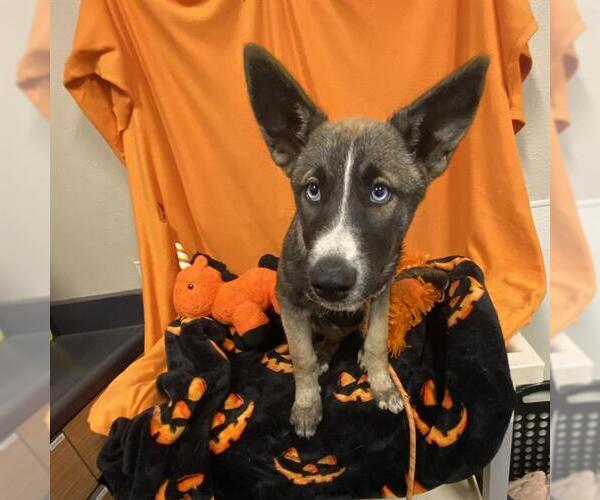Medium Photo #1 German Shepherd Dog-Unknown Mix Puppy For Sale in Modesto, CA, USA