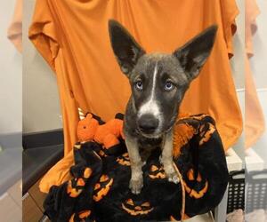 German Shepherd Dog-Unknown Mix Dogs for adoption in Modesto, CA, USA