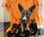 A615582 - Female German Shepherd Dog-Unknown Mix Dog for Adoption - Small photo