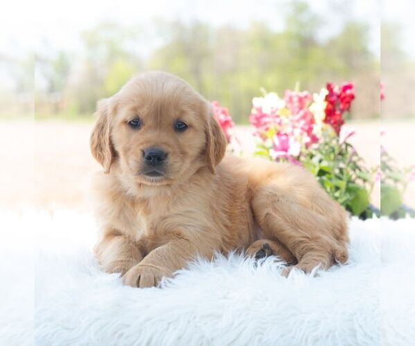 Medium Photo #2 Golden Retriever Puppy For Sale in NEWPORT, PA, USA