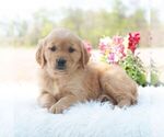 Small #1 Golden Retriever
