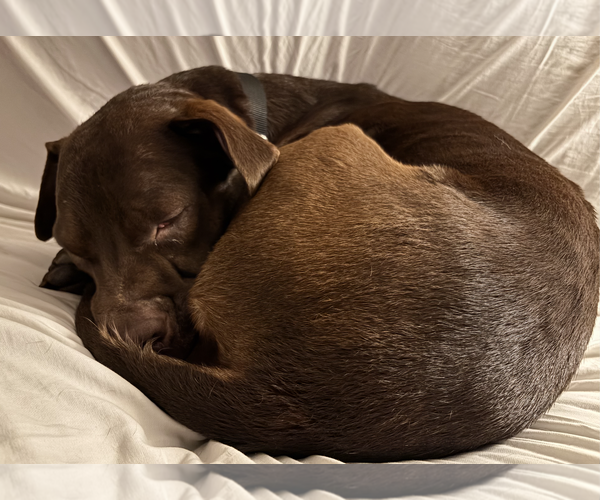 Medium Photo #4 American Staffordshire Terrier-Labrador Retriever Mix Puppy For Sale in Oakhurst, NJ, USA