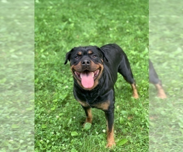 Medium Photo #8 Rottweiler Puppy For Sale in Columbus, OH, USA