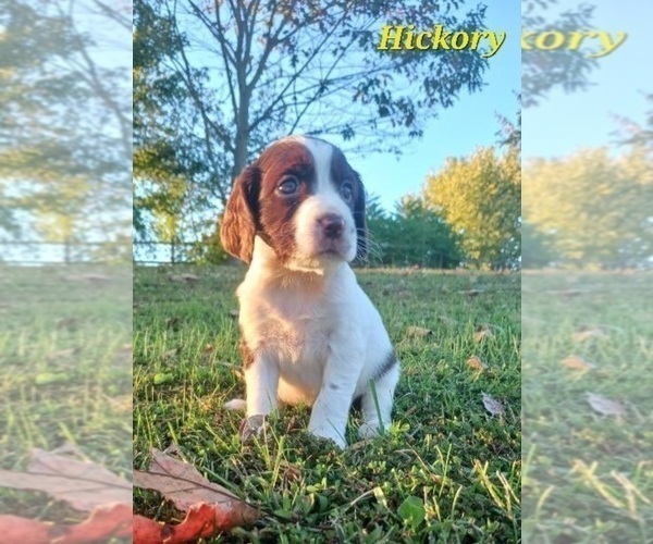 Medium Photo #4 English Springer Spaniel Puppy For Sale in DILLSBURG, PA, USA