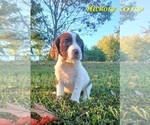 Small Photo #4 English Springer Spaniel Puppy For Sale in DILLSBURG, PA, USA