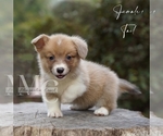 Small #2 Pembroke Welsh Corgi