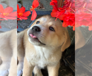 Siberian Husky-Unknown Mix Dogs for adoption in Holly Springs, NC, USA