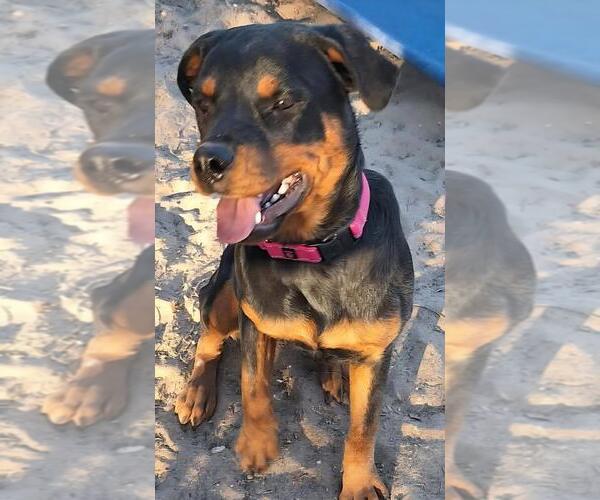 Medium Photo #4 Rottweiler Puppy For Sale in San Antonio, TX, USA
