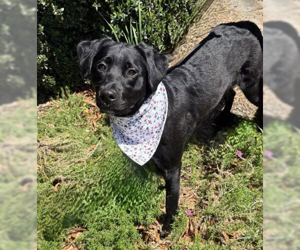 Medium Photo #1 Labrador Retriever-Unknown Mix Puppy For Sale in Warrenton, VA, USA