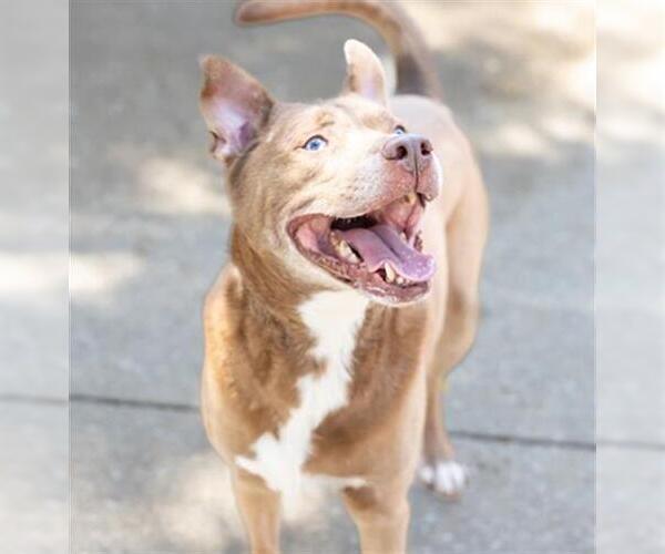 Medium Photo #3 American Pit Bull Terrier-Huskies  Mix Puppy For Sale in Aurora, IL, USA