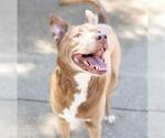 Small #2 American Pit Bull Terrier-Huskies  Mix