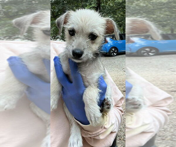 Medium Photo #5 ShiChi Puppy For Sale in New York, NY, USA