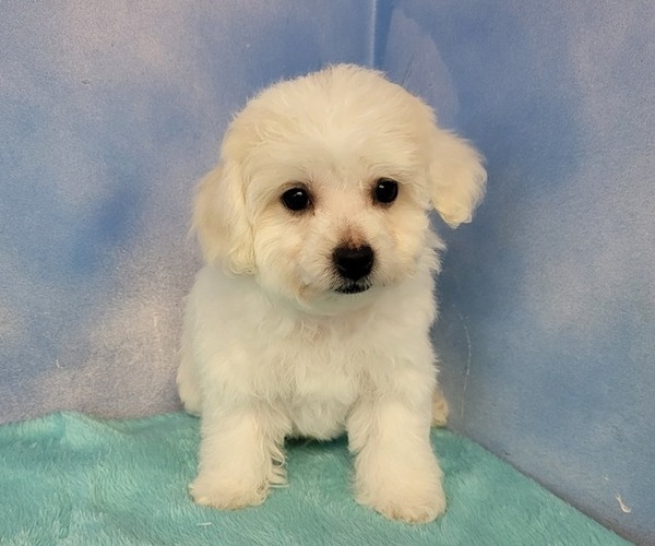 Medium Photo #3 Bichon Frise Puppy For Sale in Shelbyville, IN, USA