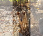 Small #1 German Shepherd Dog-Red Heeler Mix