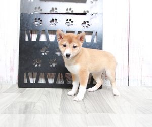 Shiba Inu Puppy for sale in MARIETTA, GA, USA