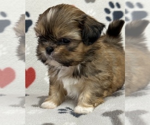 Shih Tzu Puppy for sale in SILEX, MO, USA