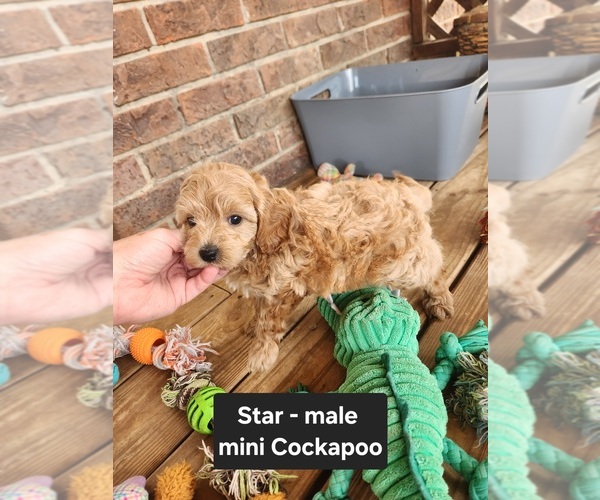 Medium Photo #5 Cockapoo (Miniature) Puppy For Sale in CLARKRANGE, TN, USA