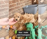 Small #4 Cockapoo (Miniature)