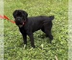 Small #1 Cocker-Pei