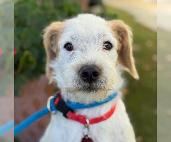Medium Photo #3 Maltipoo (Miniature) Puppy For Sale in San Diego, CA, USA