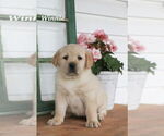 Puppy Winnie Labrador Retriever