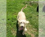 Small Photo #1 Labradoodle Puppy For Sale in ADRIAN, MO, USA