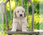 Small #2 Goldendoodle (Miniature)