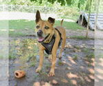 Small #1 American Pit Bull Terrier-American Staffordshire Terrier Mix