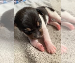 Rat Terrier Puppy for sale in COLORADO SPRINGS, CO, USA