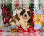 Small Photo #13 Saint Bernard Puppy For Sale in ORWELL, OH, USA