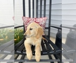 Small Photo #2 Golden Retriever Puppy For Sale in FRANKLINTON, NC, USA