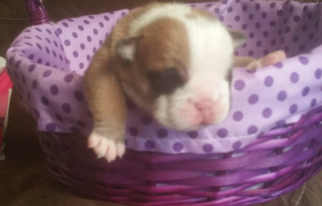 English Bulldogge Puppy for sale in PITTSBURG, TX, USA