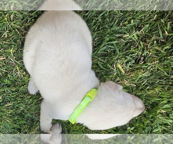 Medium Photo #14 Labrador Retriever Puppy For Sale in CEDAREDGE, CO, USA