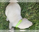 Small Photo #14 Labrador Retriever Puppy For Sale in CEDAREDGE, CO, USA