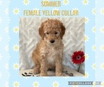 Puppy 2 Golden Mountain Dog-Goldendoodle Mix