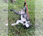 Small #2 Boston Terrier