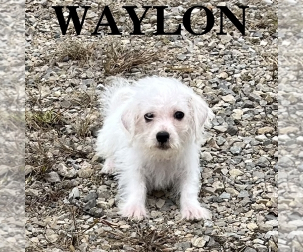 Medium Photo #2 Schnoodle (Miniature) Puppy For Sale in HARTLAND, MN, USA