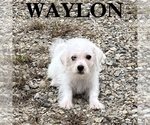 Waylon - Male Schnoodle (Miniature) Puppy for Sale - Photo #2