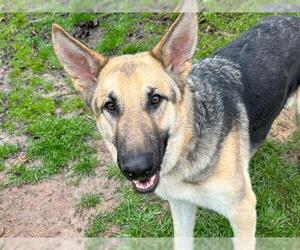 German Shepherd Dog Dogs for adoption in Waco, TX, USA