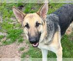 Small German Shepherd Dog