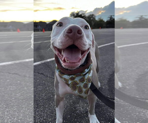 Medium Photo #17 American Pit Bull Terrier-Unknown Mix Puppy For Sale in Germantown, OH, USA