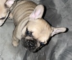 Small Photo #9 French Bulldog Puppy For Sale in EMORY, TX, USA