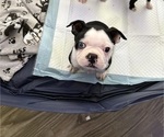 Puppy Jr Boston Terrier