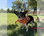 Small #1 Chihuahua